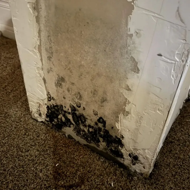 Professional Mold Removal in Columbiana, OH